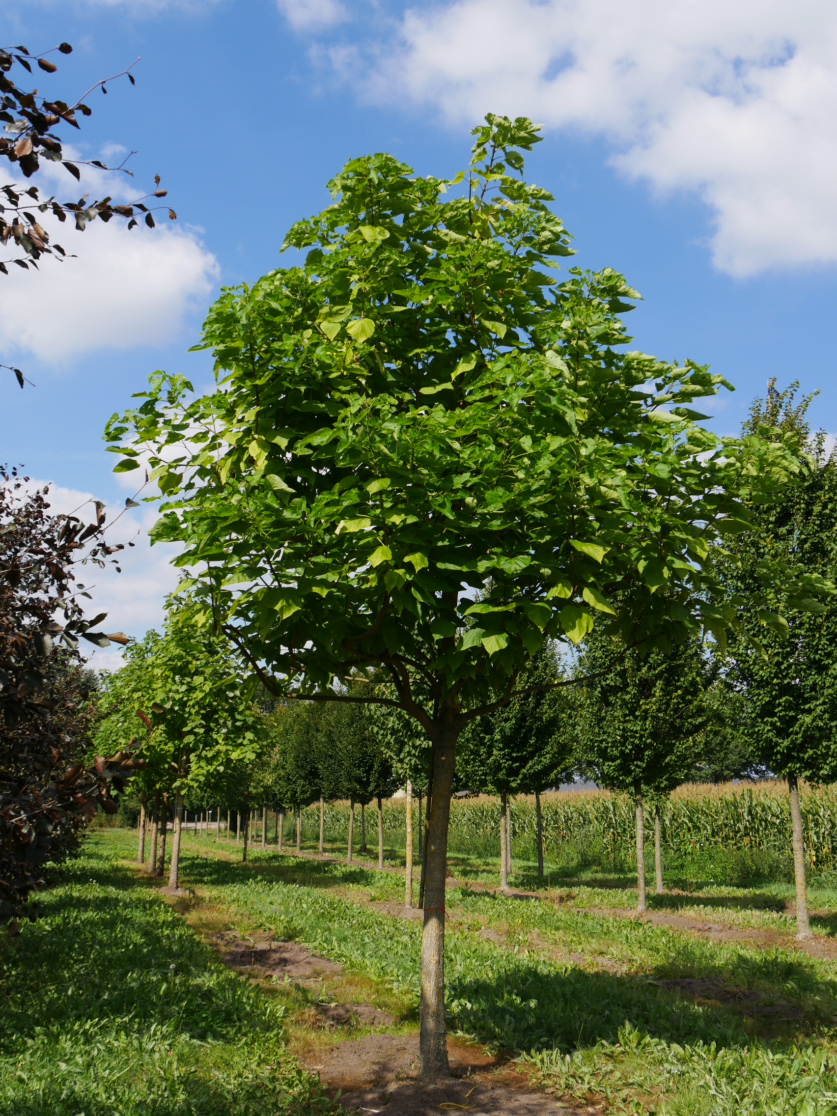 Catalpa bignonioides Indian bean tree, Southern Catalpa Van den