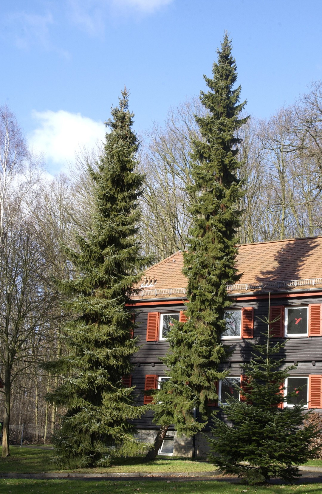 picea-omorika-serbian-spruce-van-den-berk-nurseries