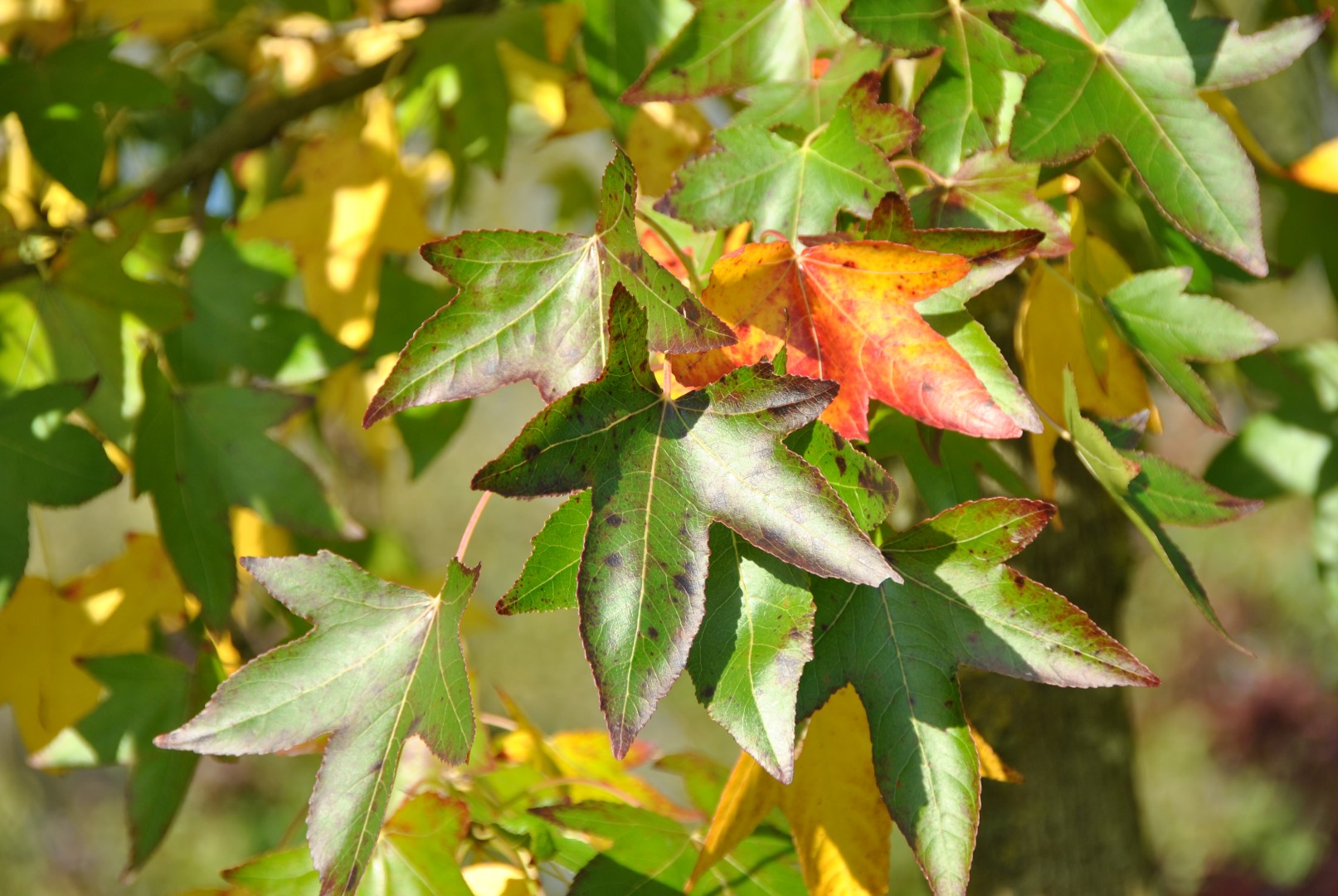 Ликвидамбар смолоносный. Liquidambar styraciflua. Ликвидамбар смолоносный шишки. Ликвидамбар Восточный.