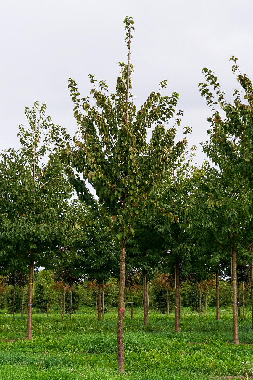 Prunus sargentii 'Rancho' | Prunus sargentii 'Rancho' - Van den Berk ...