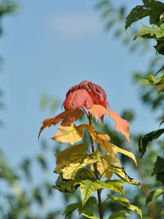 Acer rubrum 'Red Rocket' Acer rubrum 'Red Rocket' Van den Berk