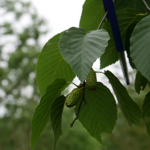 Betula lenta – Sweet birch, Cherry birch, Black birch