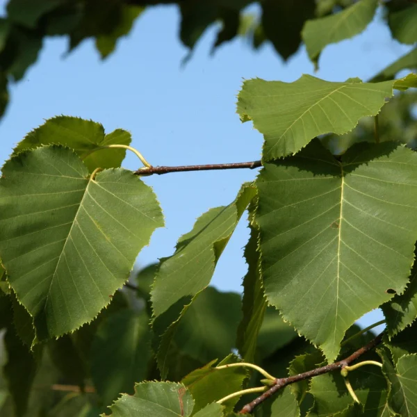 Betula maximowicziana – Monarch birch, Maximowicz's birch