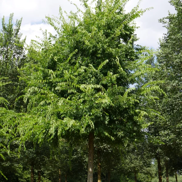 Celtis occidentalis – North American hackberry, Nettle tree