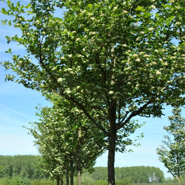 Crataegus ×persimilis 'Splendens' – Crataegus ×persimilis 'Splendens'