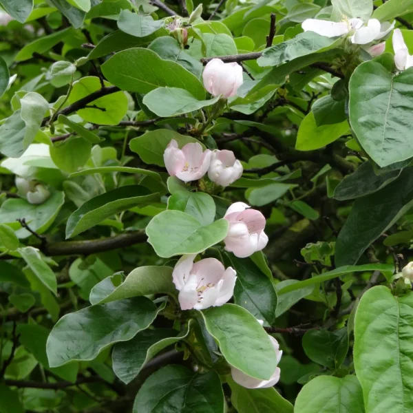 Cydonia oblonga – Common quince