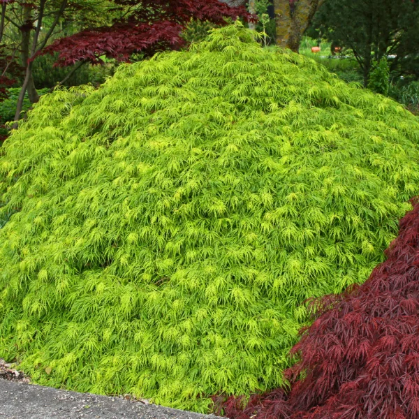 Acer palmatum 'Dissectum' – Acer palmatum 'Dissectum'