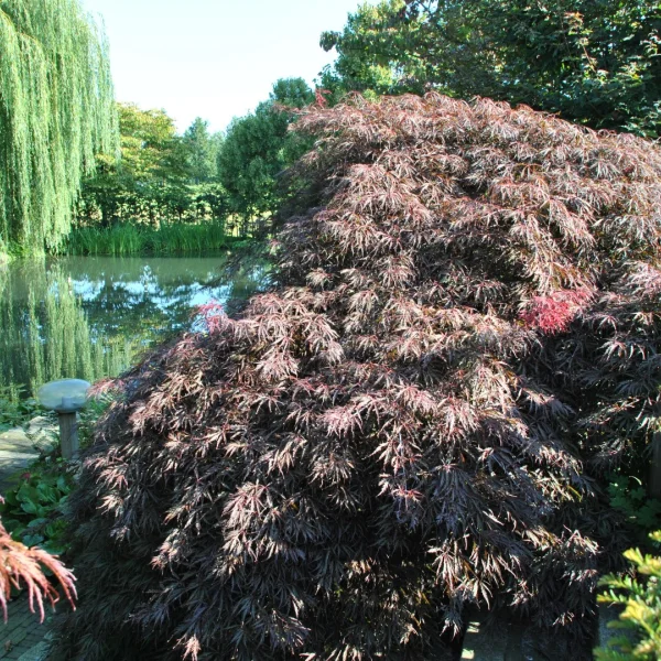 Acer palmatum 'Inaba-shidare' – Acer palmatum 'Inaba-shidare'