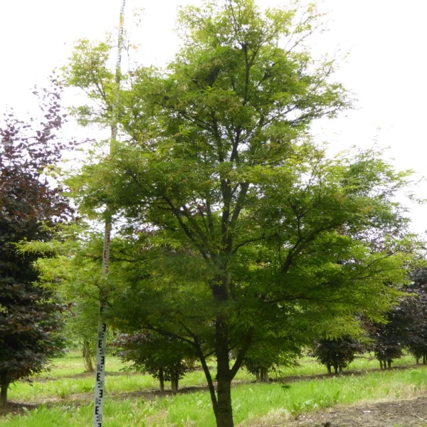 Acer palmatum 'Linearilobum' – Acer palmatum 'Linearilobum'