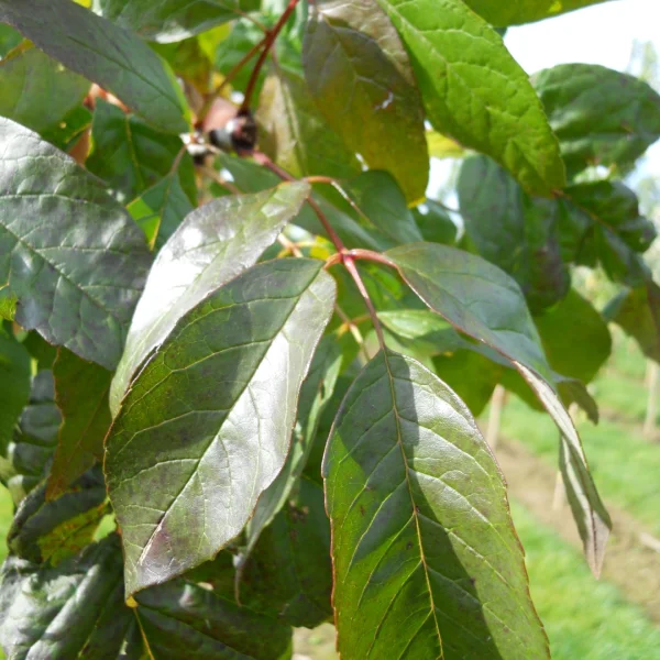 Fraxinus americana WINDY CITY ('Tures') – Fraxinus americana WINDY CITY ('Tures')