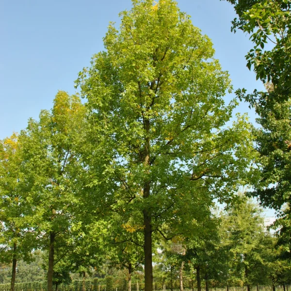 Fraxinus pennsylvanica 'Zundert' – Fraxinus pennsylvanica 'Zundert'