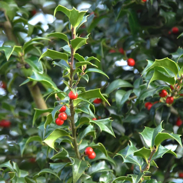 Ilex ×aquipernyi DRAGON LADY ('Meschick') – Ilex ×aquipernyi DRAGON LADY ('Meschick')