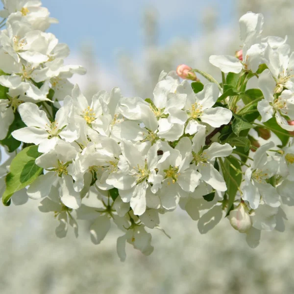 Malus baccata 'Street Parade' – Flowering Crab