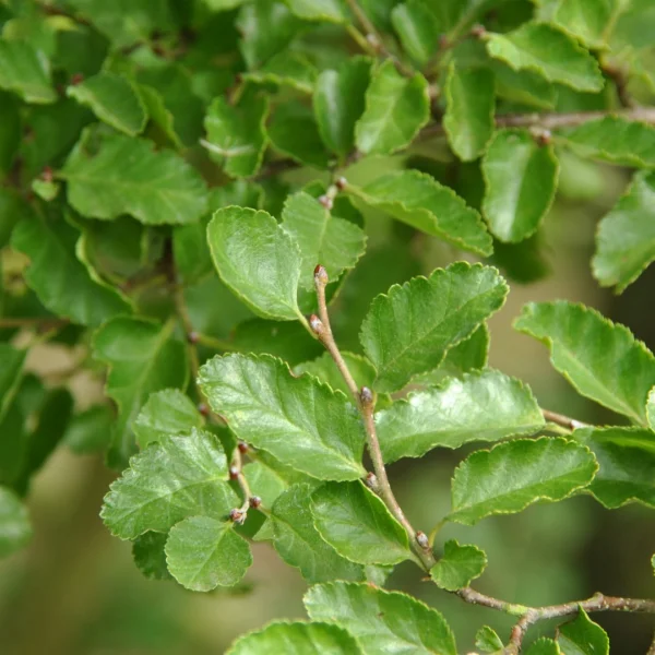 Nothofagus antarctica – Southern beech, False beech