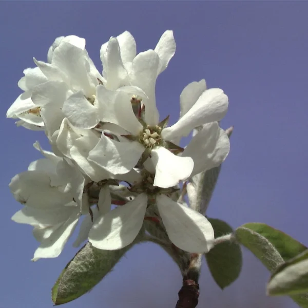 Amelanchier rotundifolia 'Edelweiss' – Amelanchier rotundifolia 'Edelweiss'