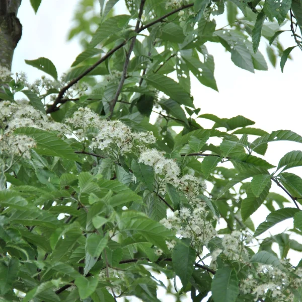 Sorbus folgneri 'Emiel' – Sorbus folgneri 'Emiel'