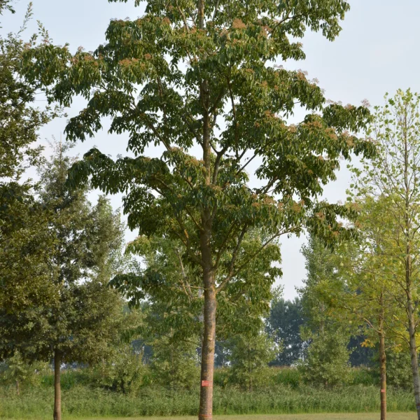 Tetradium daniellii &ndash; Tetradium daniellii