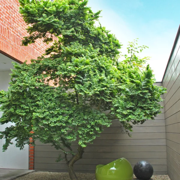 Ulmus minor 'Jacqueline Hillier' – Ulmus minor 'Jacqueline Hillier'