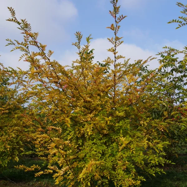 Zanthoxylum simulans – Zanthoxylum simulans