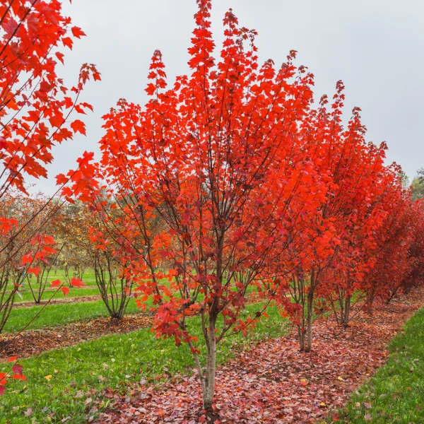 Acer rubrum 'Brandywine' – Acer rubrum 'Brandywine'