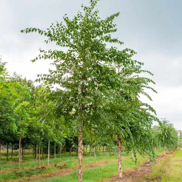 Betula nigra &ndash; Red birch, River birch