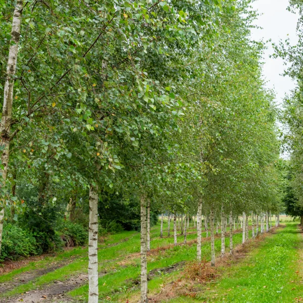 Betula pendula &ndash; Common silver birch, European birch