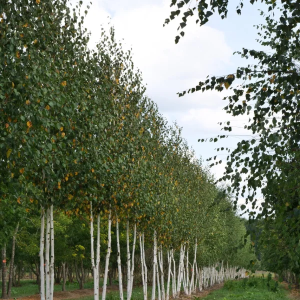 Betula utilis 'Doorenbos' – Betula utilis 'Doorenbos'