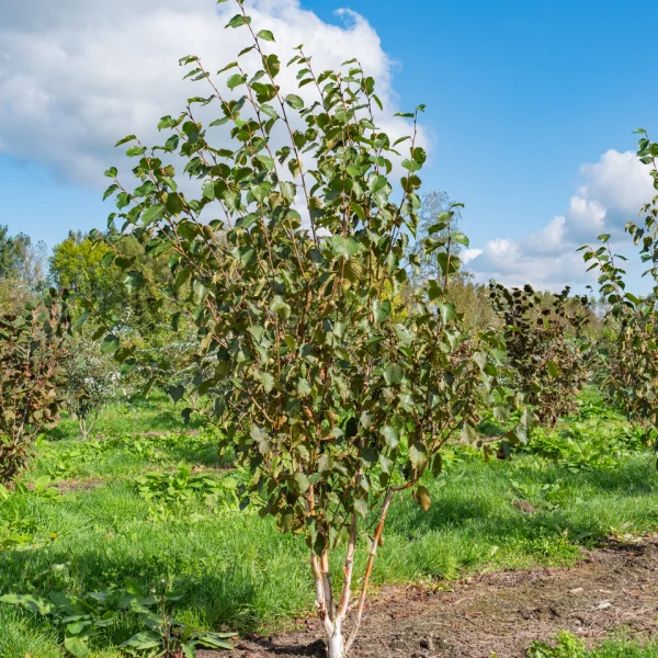 Betula utilis 'Grayswood Ghost' &ndash; Betula utilis 'greyswood Ghost'
