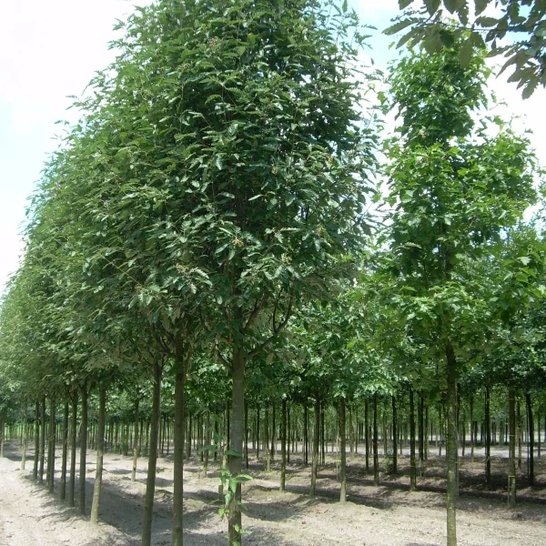 Sorbus ×thuringiaca 'Fastigiata'