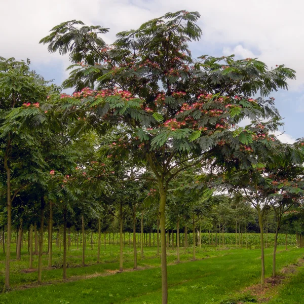 Albizia julibrissin – Silk tree, Mimosa tree