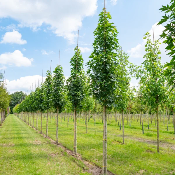 Liquidambar styraciflua 'Oakville Highlight' PBR – Liquidambar styraciflua 'Oakville Highlight'