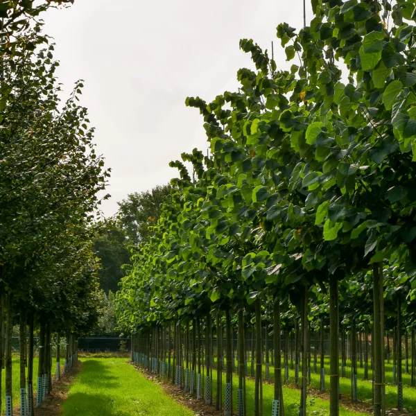 Tilia tomentosa 'Sisi'