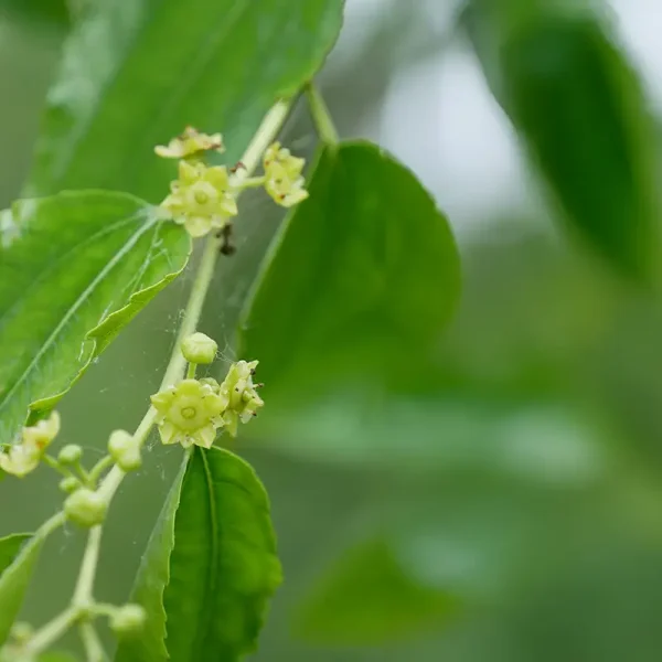 Ziziphus jujuba – Chinese date, Jujube