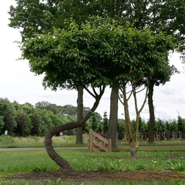 Carpinus betulus TREEVOLUTION ® THE SWING ® – Carpinus betulus TREEVOLUTION ® THE SWING ®