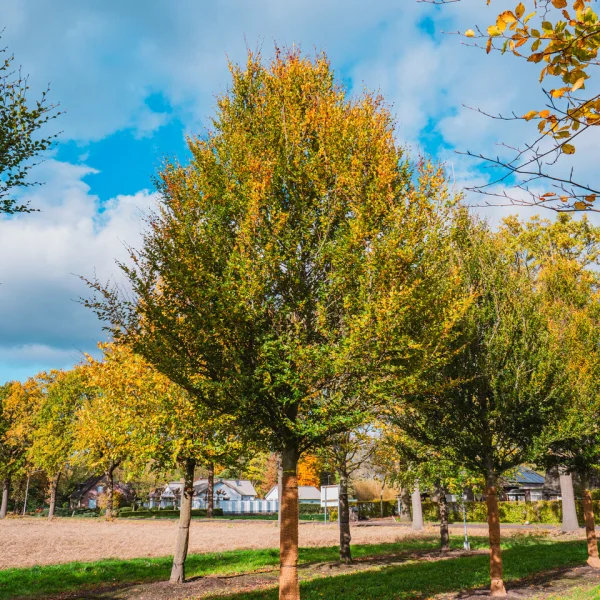 Fagus sylvatica 'Rotundifolia' &ndash; Fagus sylvatica 'Rotundifolia'