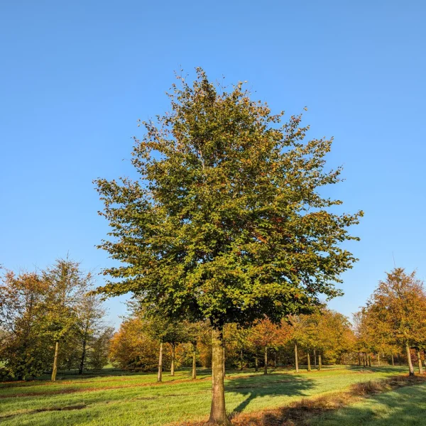 Fagus sylvatica – Common beech, European beech