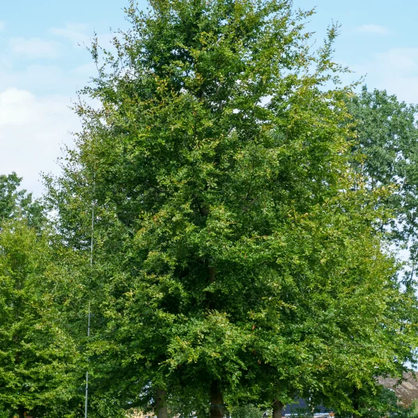 Fagus sylvatica &ndash; Common beech, European beech