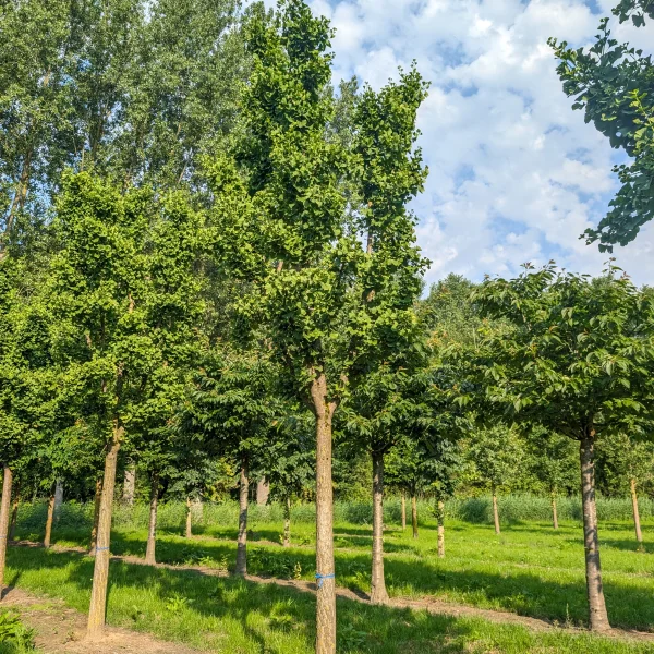 Ginkgo biloba 'Mariken' &ndash; Ginkgo biloba 'Mariken'