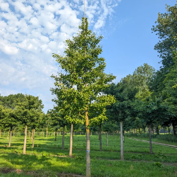 Ginkgo biloba 'Saratoga' &ndash; Ginkgo biloba 'Saratoga'