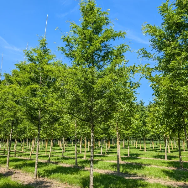 Gleditsia triacanthos 'Imperial' &ndash; Gleditsia triacanthos 'Imperial'