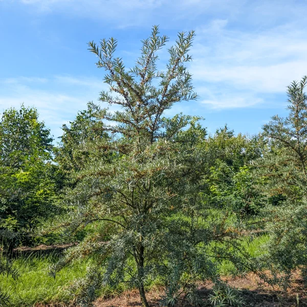 Hippophae rhamnoides 'Leikora' &ndash; Hippophae rhamnoides 'Leikora'