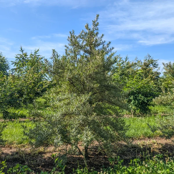 Hippophae rhamnoides 'Pollmix' &ndash; Hippophae rhamnoides 'Pollmix'
