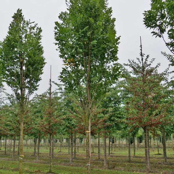 Koelreuteria paniculata 'Fastigiata' &ndash; Koelreuteria paniculata 'Fastigiata'
