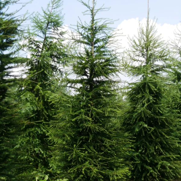 Larix decidua &ndash; European larch, Common larch