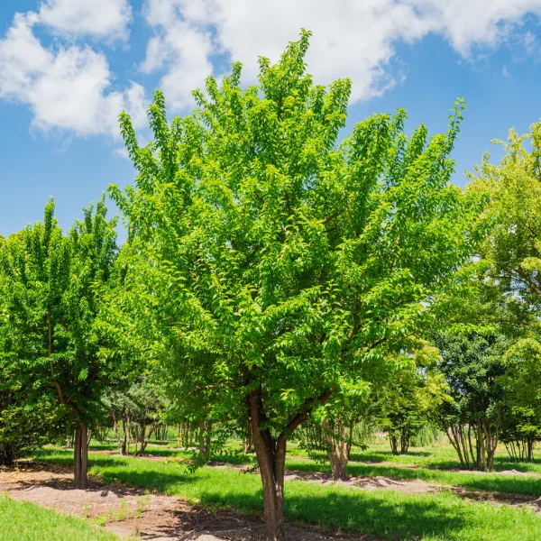 Maclura pomifera &ndash; Osage orange, Hedge apple, Bowwood