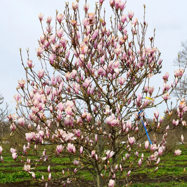 Magnolia ×soulangeana – Saucer Magnolia