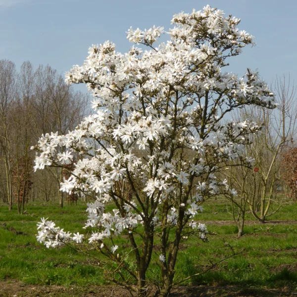 Magnolia stellata &ndash; Star Magnolia