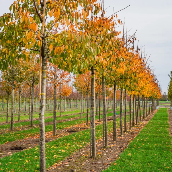 Prunus serrulata 'Shirotae' &ndash; Prunus serrulata 'Shirotae'