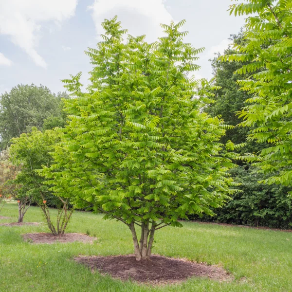 Pterocarya stenoptera &ndash; Chinese wing nut