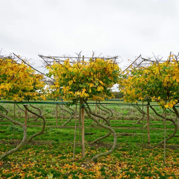 Parrotia persica TREEVOLUTION ® THE SWING ® – Parrotia persica TREEVOLUTION ® THE SWING ®